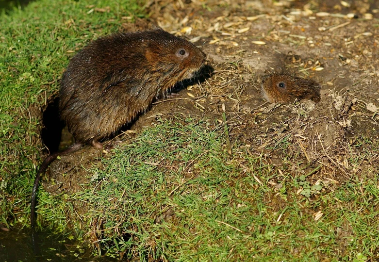 Rat taupier (1)