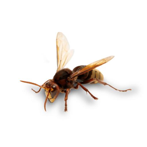 Frolant Insecte Nuisibles volants : Guide complet sur les insectes