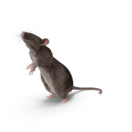 Nuisible rat sur fond blanc