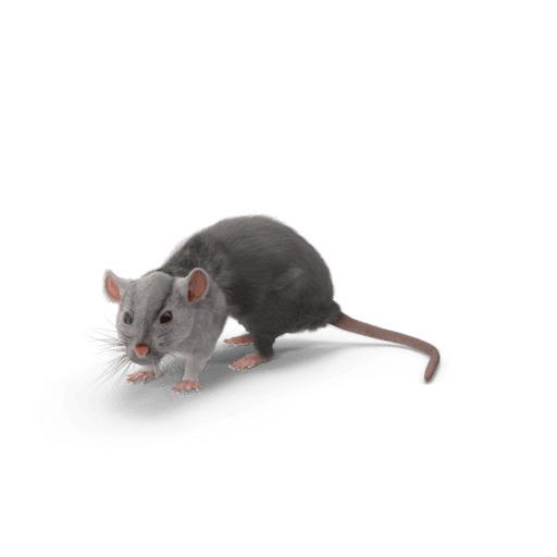 Souris grise