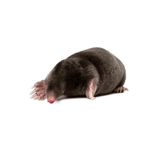 Nuisible Taupe sur fond blanc