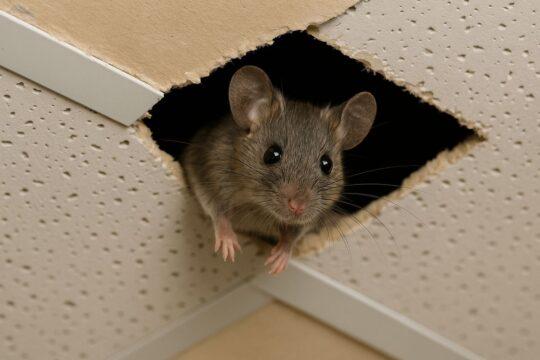 Souris dans les faux plafond