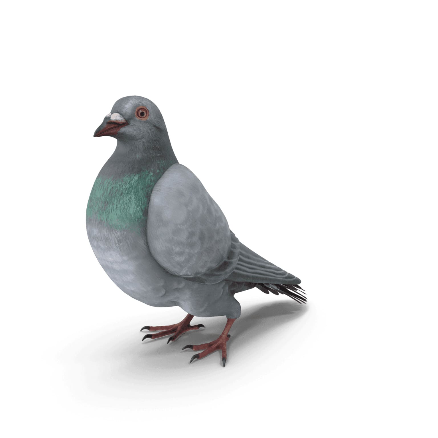 pigeon