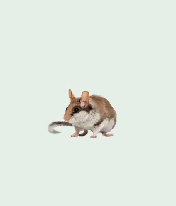 Lérots