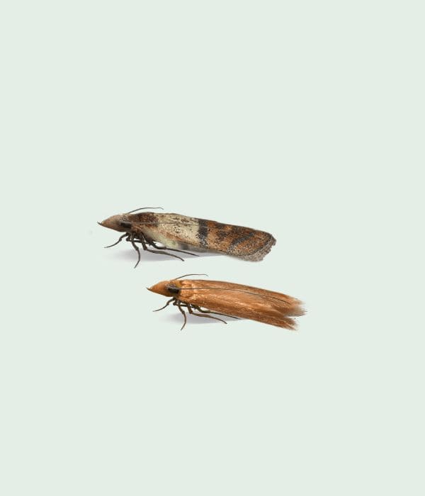 Mites