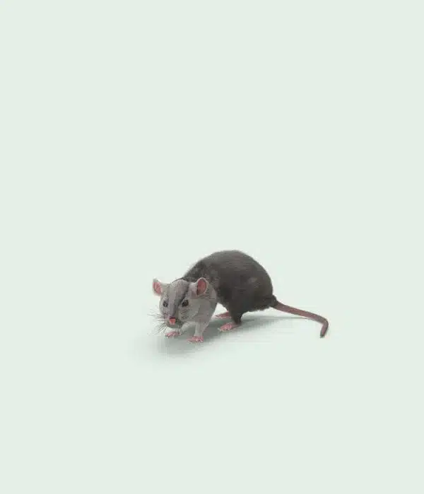 Souris