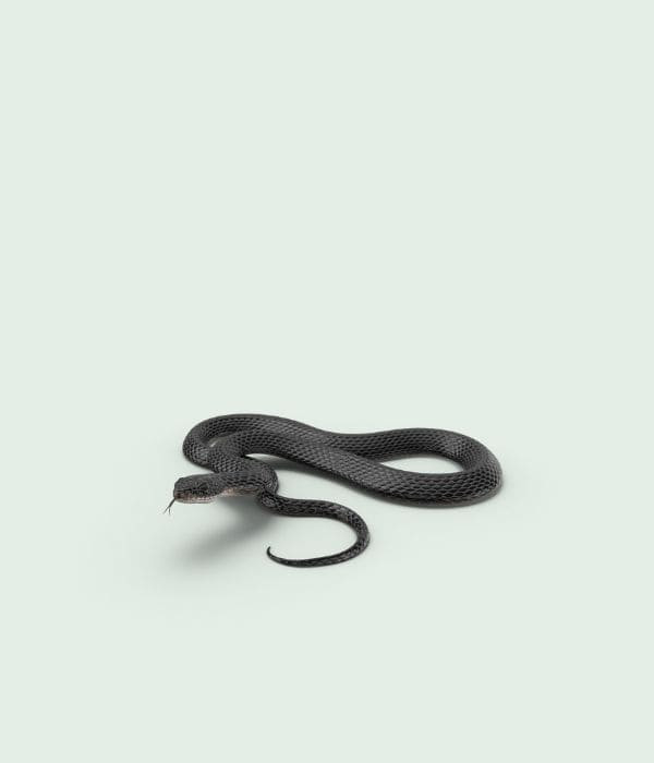 Serpents
