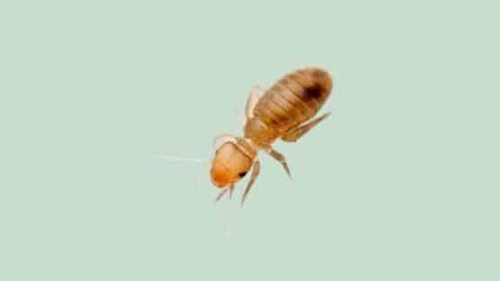 Psoque sur fond vert