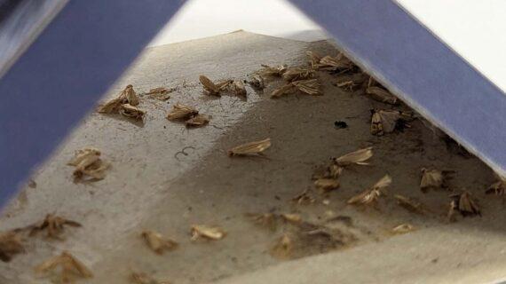 Aurouze Piège à mites des vêtements Aeroxon zoom