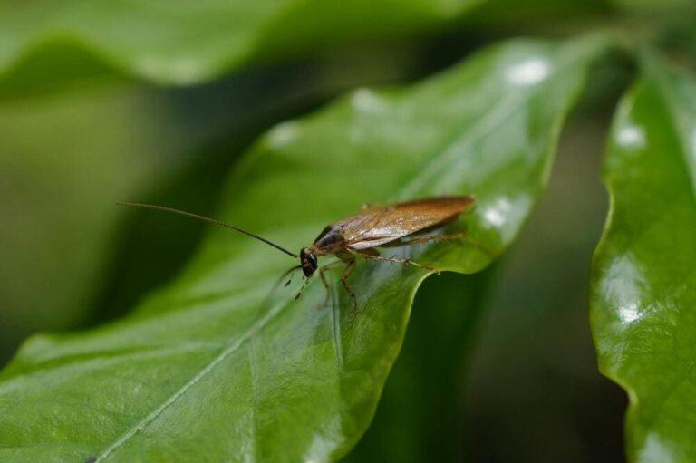 Comment anticiper l'arrivée des nuisibles au printemps