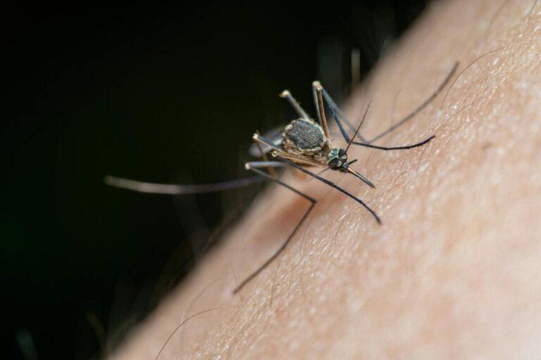 Moustique qui est en train de piquer la peau d'un humain
