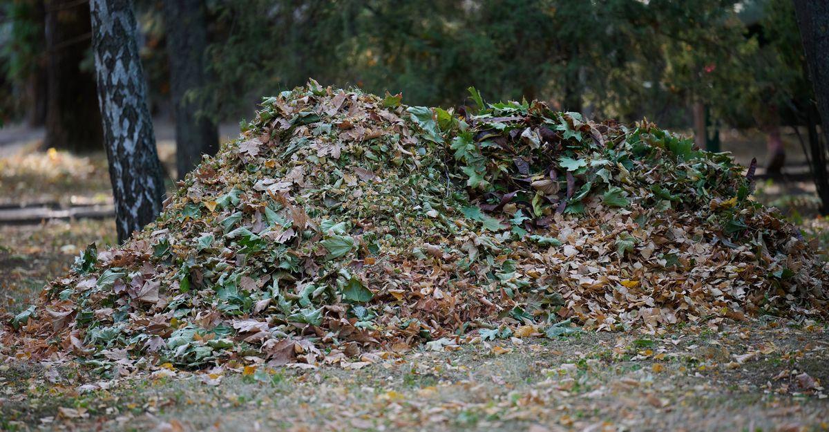 tas feuilles mortes attirant nuisibles