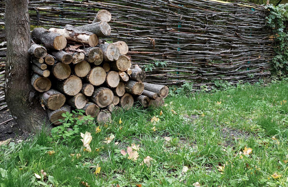 bois stocké près maison nuisibles