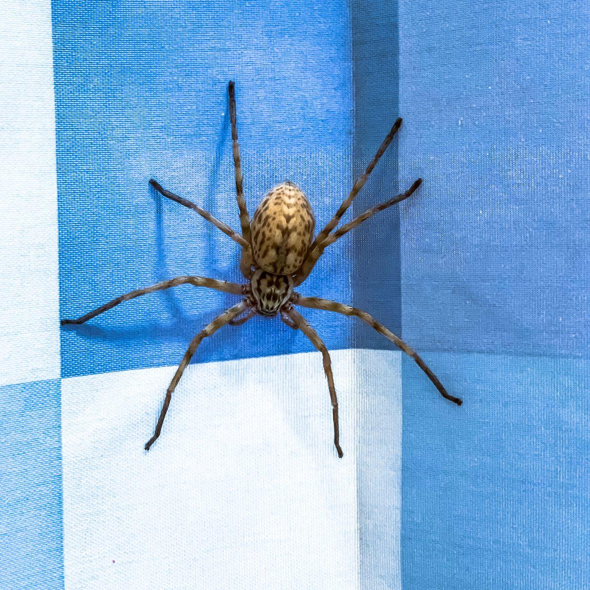 Les araignées dans la maison : une espèce domestique inoffensive