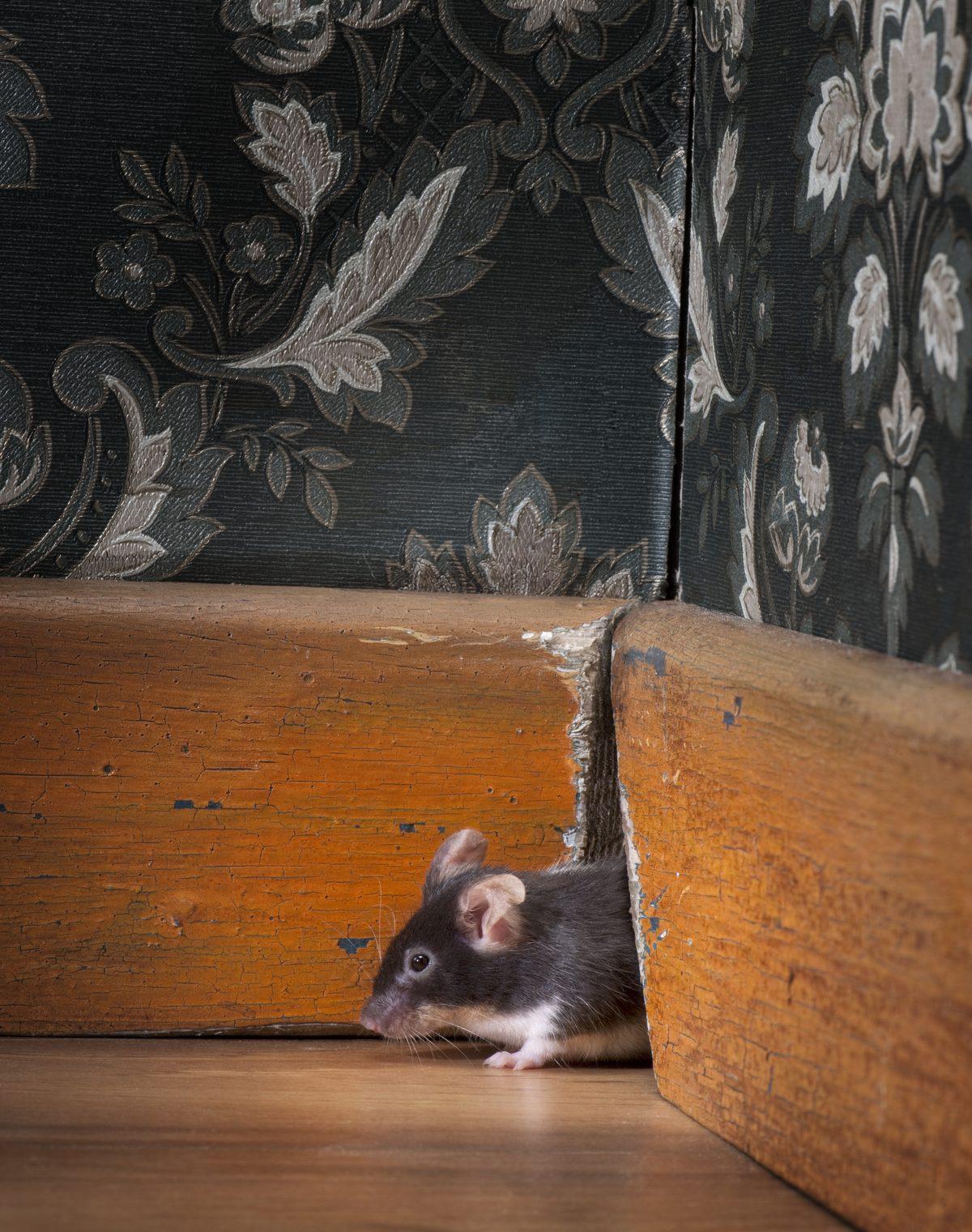 Checklist anti-nuisibles : souris sortant d’un trou dans une plinthe