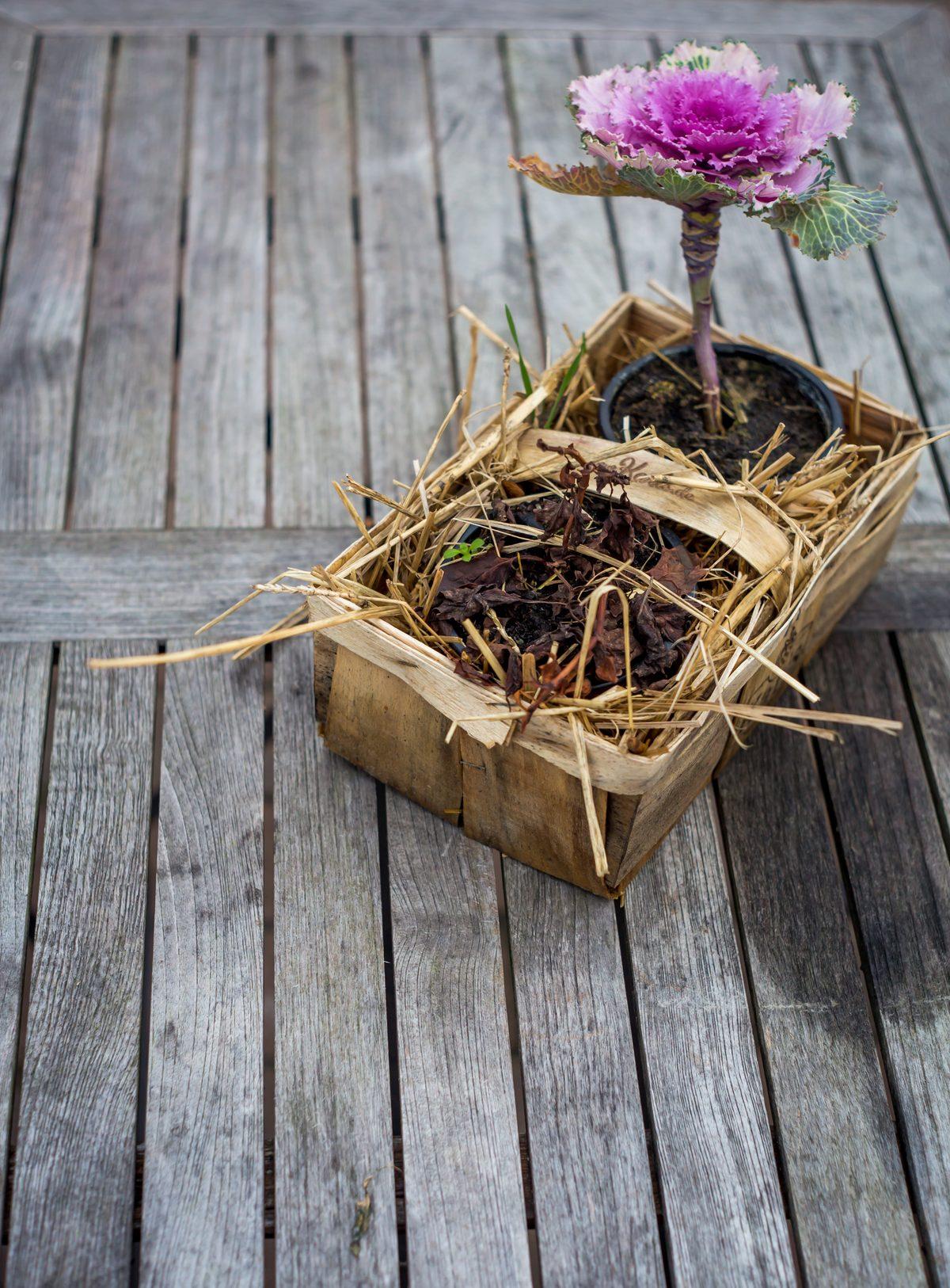 Abri à perce-oreilles rempli de paille au jardin