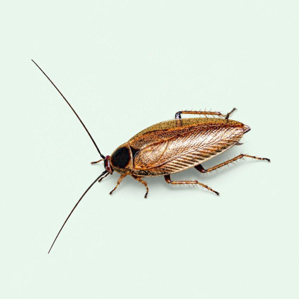 Insectes xylophages
