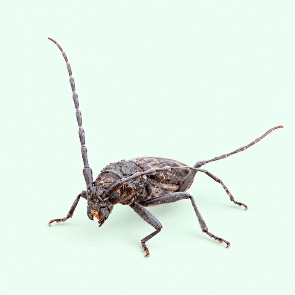 Insectes de jardin